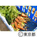 東京の農業 馬込三寸にんじん