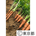 東京の農業 馬込三寸にんじん