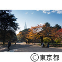 新宿御苑の紅葉