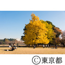 新宿御苑の紅葉