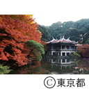新宿御苑の紅葉