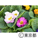 東京の農業 ハンギング