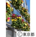 東京の農業 ハンギング