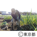 東京の農業 拝島ネギ
