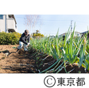 東京の農業 拝島ネギ