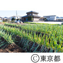 東京の農業 拝島ネギ