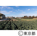 東京の農業 ブロッコリー