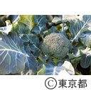 東京の農業 ブロッコリー