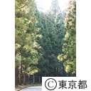武蔵陵墓地