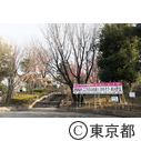 羽根木公園 梅まつり