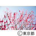 羽根木公園 梅まつり