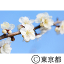 羽根木公園 梅まつり