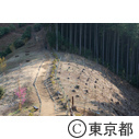 東京の農業 青梅の梅農家 梅の公園