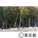 東京の農業 青梅の梅農家 梅の公園