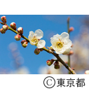東京の農業 青梅の梅農家 梅の公園
