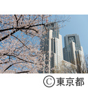 都庁と桜