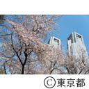 都庁と桜