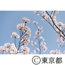 都庁と桜