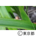 陸産貝類の一種