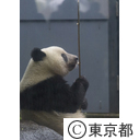 ジャイアントパンダ「シャンシャン」2歳