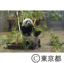 ジャイアントパンダ「シャンシャン」2歳