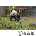 ジャイアントパンダ「シャンシャン」2歳