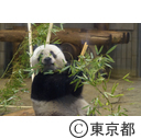 ジャイアントパンダ「シャンシャン」2歳