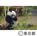 ジャイアントパンダ「シャンシャン」2歳