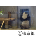 ジャイアントパンダ「シャンシャン」2歳
