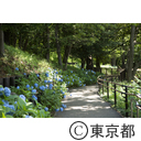 多摩川台公園の紫陽花