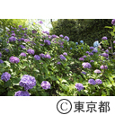 多摩川台公園の紫陽花