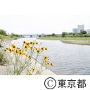 多摩川河川敷に咲く花