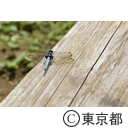 小野路宿