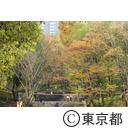 新宿中央公園の紅葉