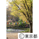 新宿中央公園の紅葉