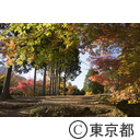 御岳山紅葉