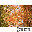 御岳山紅葉