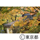 御岳山紅葉