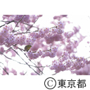 憲政公園の河津桜
