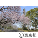 憲政公園の河津桜