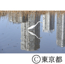 不忍池の鷺