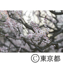 浜離宮恩賜庭園の梅の花