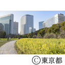 浜離宮恩賜庭園の菜の花