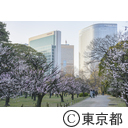 浜離宮恩賜庭園の梅の花