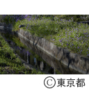 福生の風景（ほたる公園）