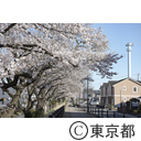 福生の桜並木
