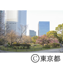 浜離宮恩賜庭園の梅の花