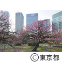 浜離宮恩賜庭園の梅の花