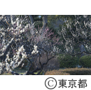 浜離宮恩賜庭園の梅の花
