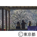 浜離宮恩賜庭園の梅の花